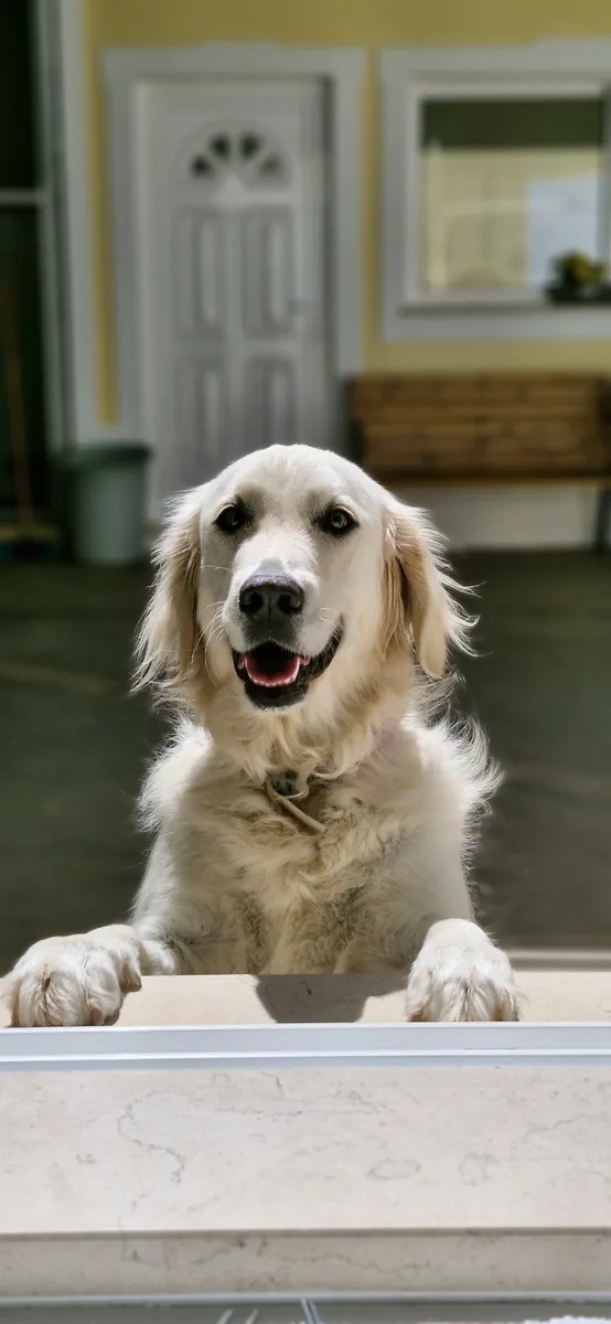Animal em consulta veterinária