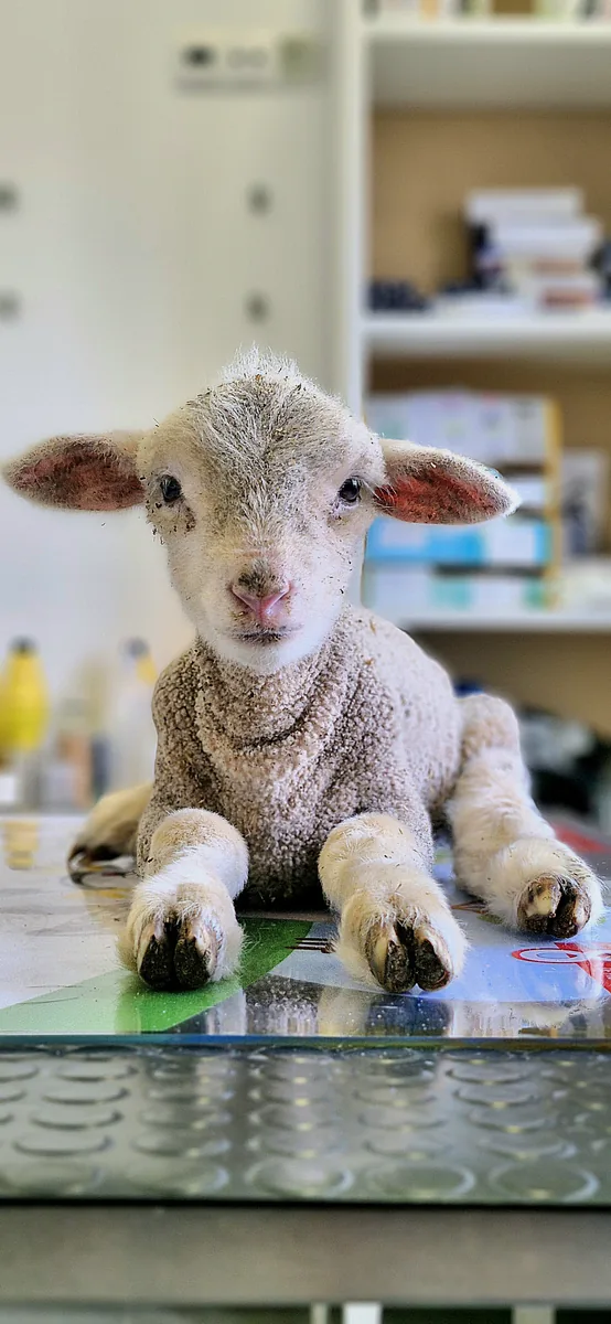 Animal em atendimento veterinário
